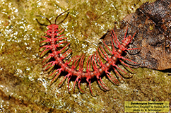 Et eksemplar af drage-tusindbenet Desmoxytes breviverpa. Foto: R. Sriconchai. 