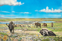 Et sted i Danmark for mellem 45.000 og 25.000 år siden. Mellem Weichsel. Isranden ligger nogle hundrede kilometer længere mod nord og øst, og den nordeuropæiske mammutsteppe har bredt sig over det danske område. Akvarel af Carl Christian Tofte.
