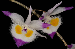 Foto: Dendrobium devonianum