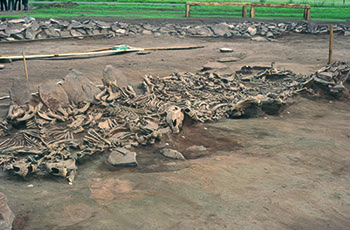 Scytiske Kurgan Arzhan 2 (Tuva, Sibirien), 7. århundrede f. Kr. Grav 16 med udsigt over 14 udgravede hesteskeletter. (Copyright: Michael Hochmuth, German Archaeological Institute, Berlin).