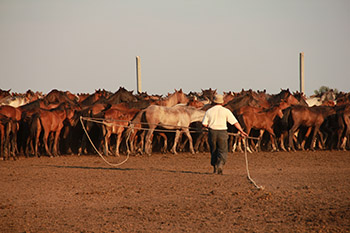 Kazakh hesteavler, der indfanger heste i det nordlige Centralkazakhstan. (Copyright: Ludovic Orlando, Statens Naturhistoriske Museum og CNRS).