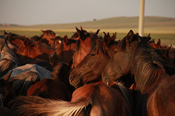 Kazakh heste i det nordlige Centralkazakhstan. (Copyright: Ludovic Orlando, Statens Naturhistoriske Museum og CNRS).