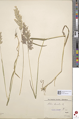Skanning af Agrostis canina (Hunde-hvene) indsamlet af den danske botaniker Christen Raunkiær (1860-1938) nær Tarm i 1889. 