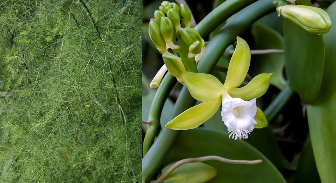Aspargesplante (Asparagus officinalis) og vaniljeorkidé (Vanilla planifolia). Fotos: Wikimedia Commons / Getty Images)