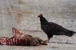 A Turkey Vulture standing over the carcass of a white-tailed deer. Credit: Gary Graves, Smithsonian Institute. 