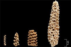 Morphological variation in maize cobs from Tehuacan, Mexico; in the Collections of the R. S. Peabody Museum. Age of cobs from left to right (calibrated calendar years intercept): 5,310 BP; 5,280 BP; 1,330 BP; 1,220 BP. The second cob from the left was used by da Fonseca et al. Photo by Donald E. Hurlbert, Smithsonian Institution.
