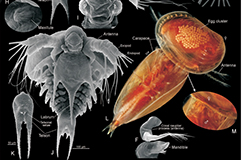 From Atlas of Crustacean Larvae. Photo: Jørgen Olesen.