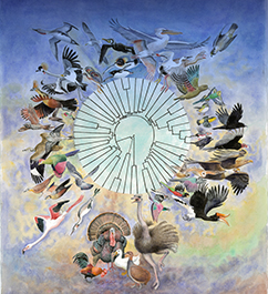 Figure 1. The new avian family tree based on whole genomes of 48 bird species representing all 30 neoavian orders and two galloanserae orders and two palaeognathae orders. For more detail, see ref (4) and other studies at http://avian.genomics.cn/en/index.html. Painting by Jon Fjeldså.