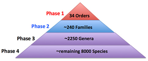 Figure 2. The B10K plan in four phases. We are carrying out the project in phases based on the hierarchical levels of avian classification. The ordinal level phase of about 34 orders has been accomplished (1), while the genomic data collection for representative species of about 240 families is ongoing right now. The specimen collection for the phase 3 of 2250 genera and phase 4 of the remaining 8000 species is under way. 