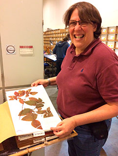 After years of searching in herbaria across South America for the rare Shenkea blumenaviana, Helga Ochoterena from The National Herbarium of Mexico finds a specimen in the collections of the herbarium of the Natural History Museum of Denmark. Even more excitingly, it turned out that this collection originated from the museum's Botanical Gardens in Copenhagen, which in addition to this species includes many rare plants, and thereby constitute an important research collection.