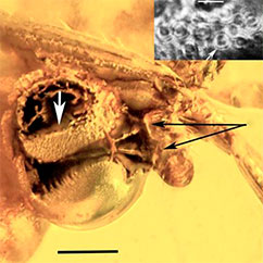 Close up of the anther cap with damaged pollinium and attaching strings seen in the upper part. The lower part covered by a semitransparent layer of trapped air. Scale bar = 170 μm. Black arrows show attachment to the insects leg. White arrow points position of the insert (close up of pollen, scale bar 48 μm).