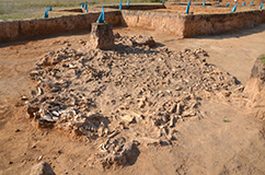 Copyright: Alan Outram. Excavation at the Botai site, Northern Kazakhstan, 2017.