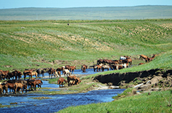 Copyright: Alan Outram. Modern domestic horse herd in northern Kazakhstan, 2016.