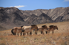 Copyright: Ludovic Orlando. A Przewalski’s horse at the Khomyn Tal reintroduction reserve, Mongolia, May 2014. The Khomyn Tal reintroduction reserve is managed by the TAKH Association pour le cheval de Przewalski (http://www.takh.org/en/).
