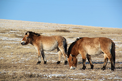 Copyright: Bazartseren Boldgiv. Przewalski’s horses at the Kustai National Park, Mongolia.