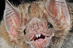 Vampire bat. Photo: Sherri and Brock Fenton.