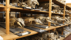 Picture of whale skeletons