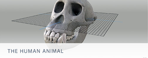 screenshot of 3d programme the human animal