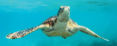 billede af havskildpadde