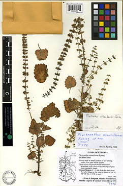 Plectranthus minutiflorus. Foto: Statens Naturhistoriske Museum.