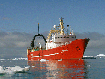 Trawlingen blev foretaget med R/V Paamiut i 2012, som en del af de årlige undersøgelser af Davis strædet foretaget af Grønlands Naturinstitut. (Foto: Inaluk Brandt).