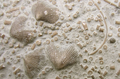 Fossile brachiopoders (en gruppe marine hvirvelløse dyr). Fossillaget er fra Anticosti Island, hvis fossilindhold bærer et kraftigt vidnesbyrd om den store masseuddøen. Foto: S. Finnegan.