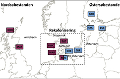 Kort over rekolonisering af gråsælen i de danske farvande i år 2000. Bemærk, at gråsælerne i danske farvande tidligere stammede fra Østersøen, mens den nutidige genindvandring i Kattegat både kommer fra Nordsøen og Østersøen.