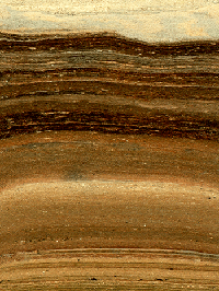Lagdelte søsedimenter – yngre lag aflejret på toppen af ældre lag. Sedimenterne indeholder molekylært og fossilt materiale, der afslører rækkefølgen af planter og dyrs indtog i den isfri korridor.