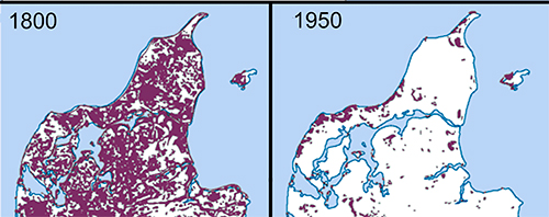 Tilbagegang af heden siden 1800, lyngløberens primære habitat. Det må forventes, at tilbagegangen er endnu større i dag, end det som fremgår af kortet fra 1950.