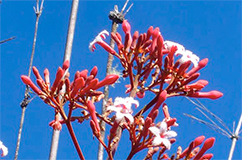 Cinchona andersonii Maldonado. En ny kinabark art opdaget af forskerne i Bolivia. Foto: Nina Rønsted. 