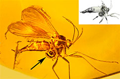 Støvknap med pollinier (ved pilen) af Succinanthera baltica, fæstnet på basis af et bagben af en Svampemyg (Bradysia sp.) i Baltisk rav. Resten af benet mangler, og en dråbe hæmolymfe (insektblod) på afbrækningsstedet antyder, at bruddet er sket kort før dyret blev fanget i harpiks. Målestokken er 1.2 mm. Billedet øverst til højre er en CT scanning af dyret og pollinierne.   