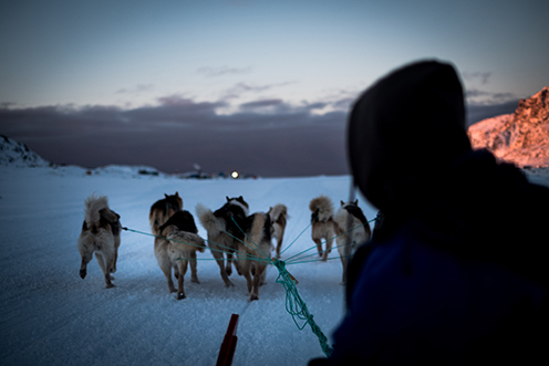 Billede af slædehunde i Grønland