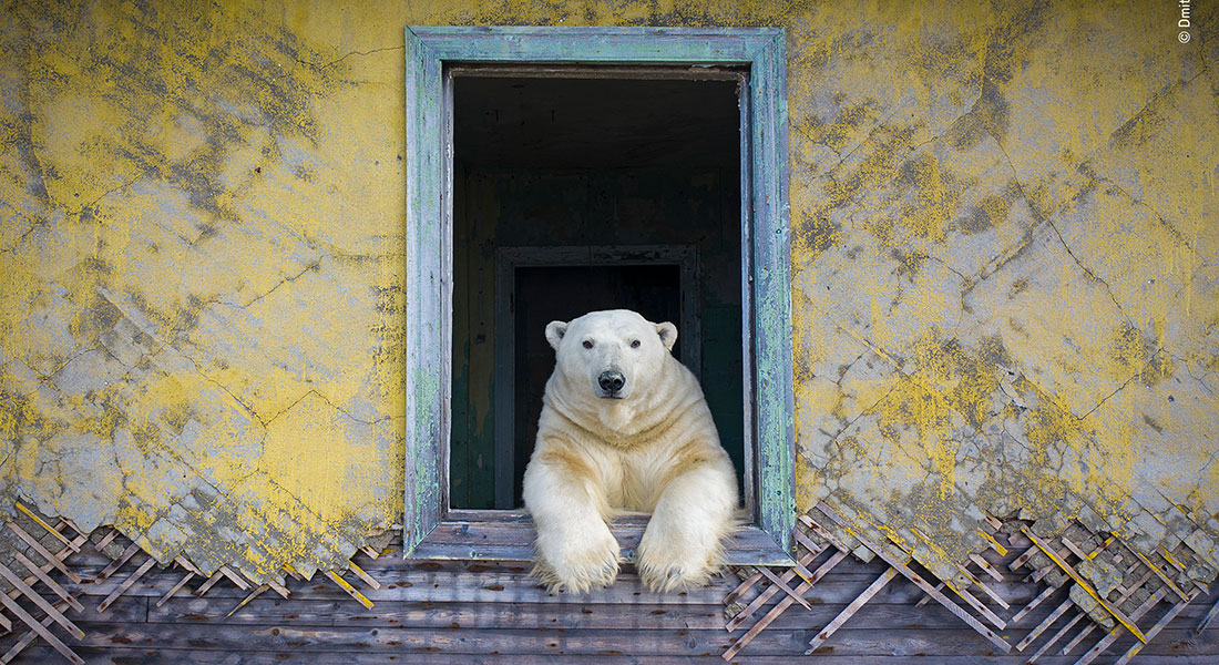 © Dmitry Kokh, Wildlife Photographer of the Year