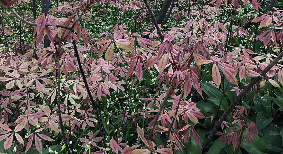 Billede af vielser i Botanisk Have