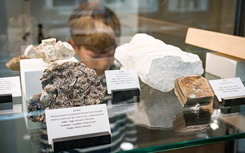 Danmark Udforsker Fossiler