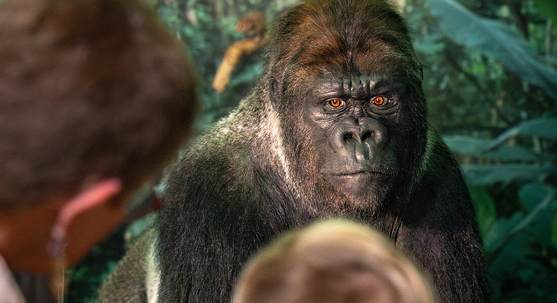 Gorilla i udstillingen