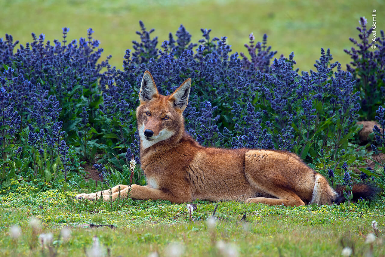 The rarest species of wild dog in the world, the Ethiopian wolf, takes a rest among the highland vegetation of the Bale Mountains National Park, Ethiopia.