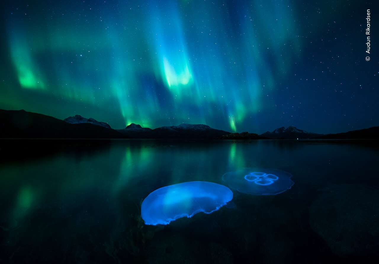 Moon jellyfish swarm in the cool autumnal waters of a fjord outside Tromsø in northern Norway, illuminated under the aurora borealis.