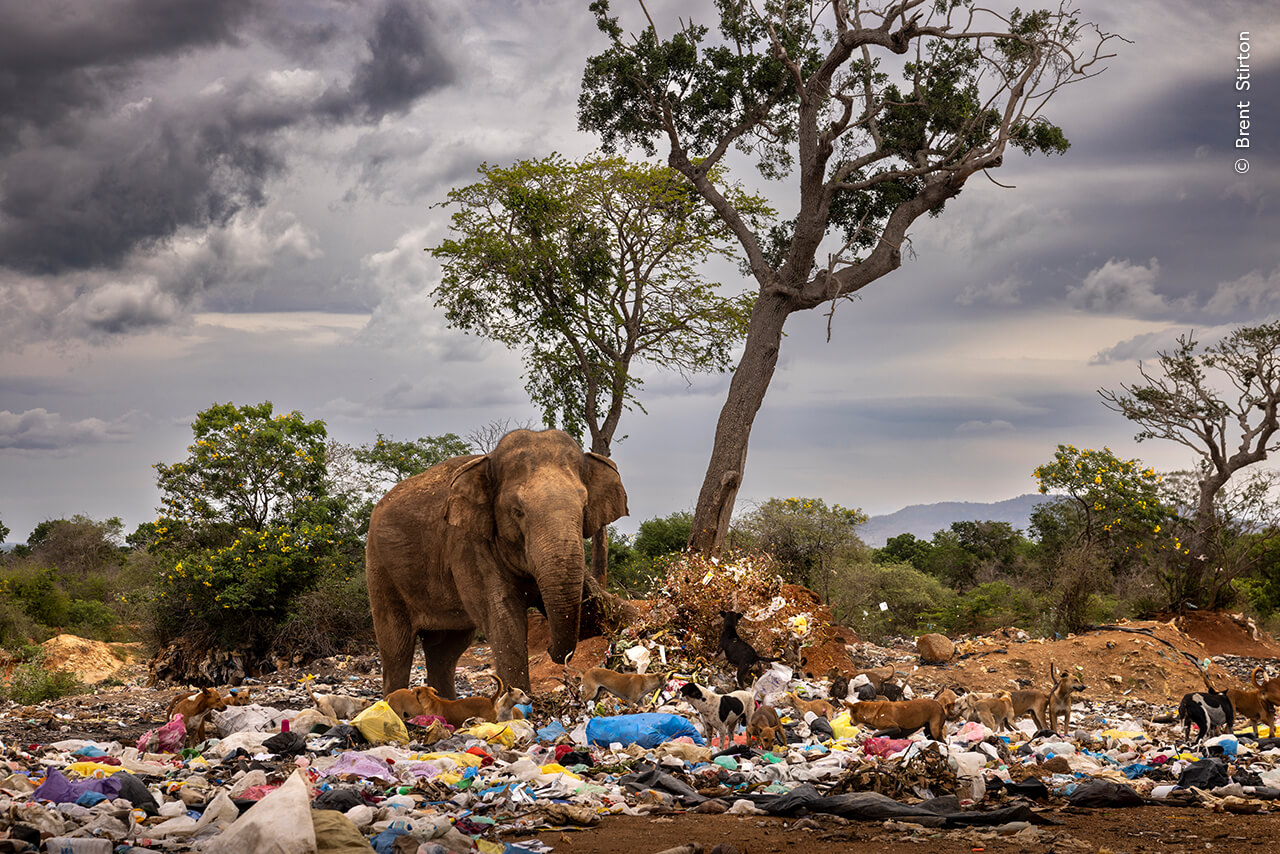 A bull elephant kicks over garbage, scavenging for rotten vegetables and fruit at a dump in Tissamaharama, Sri Lanka. 