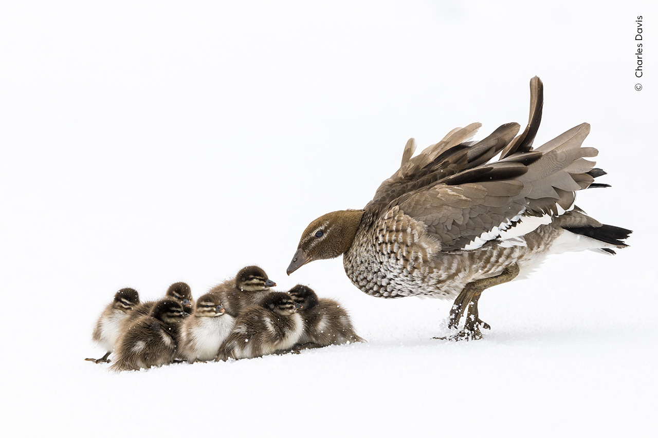 A wood duck and its brood are caught in a late spring snowstorm in Smiggin Holes, New South Wales, Australia.