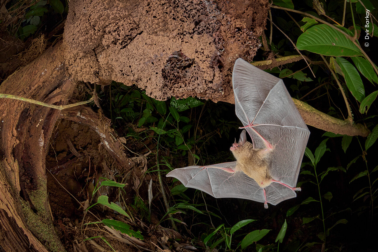 A pygmy round-eared bat returns to its home as two others look out from the entrance in the lowland forests of Costa Rica.