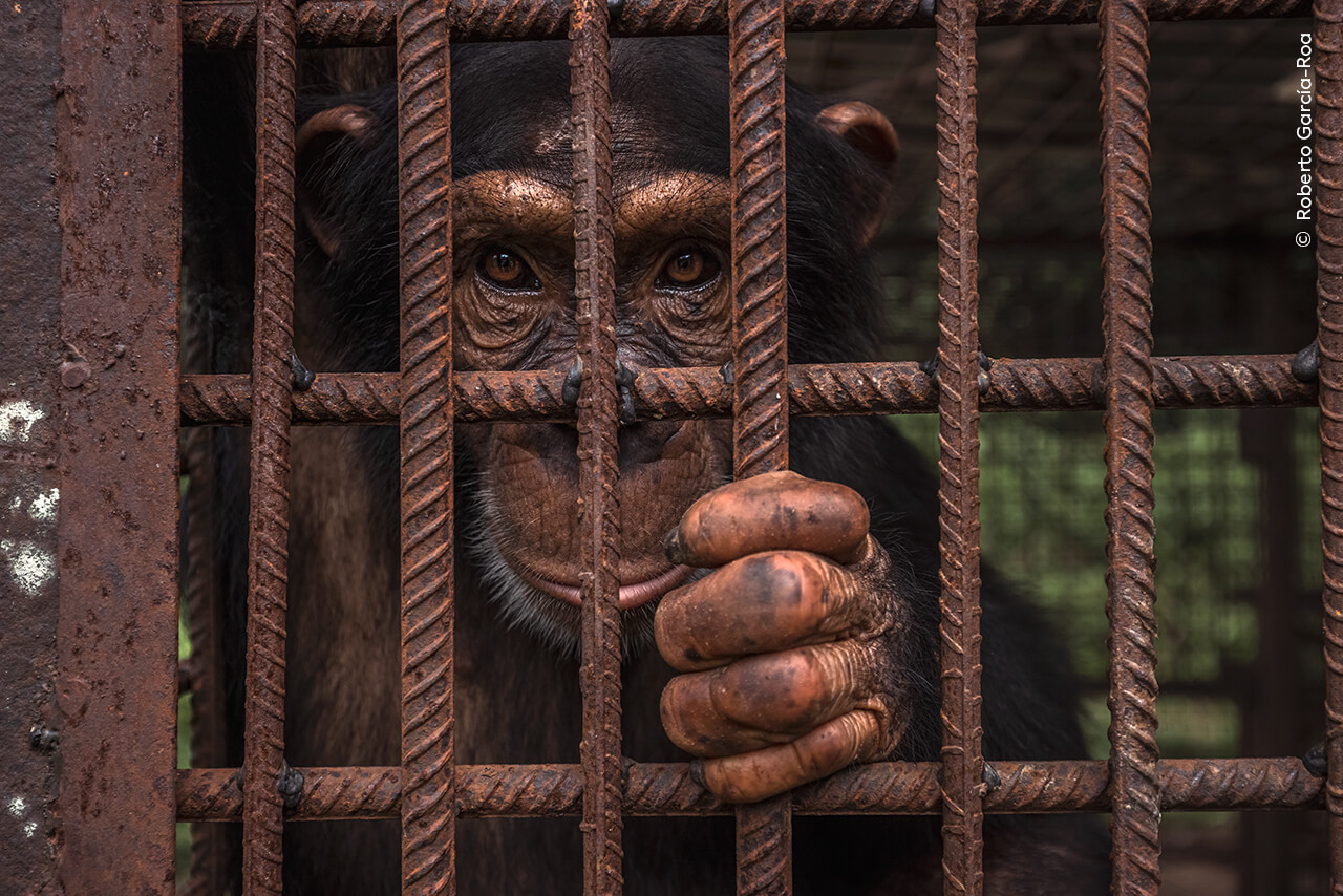 A rescued chimpanzee looks on from its enclosure at the Chimpanzee Conservation Center in the Republic of Guinea.