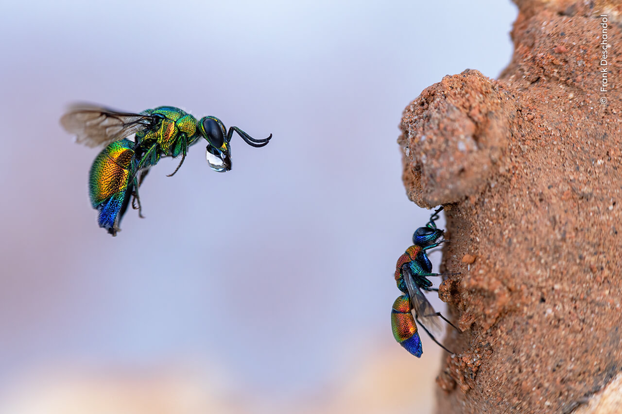 Near Montpellier, France, a cuckoo wasp tries to enter a mason wasp’s clay nest by softening it with drops of water. A smaller cuckoo wasp cleans its wings just below.