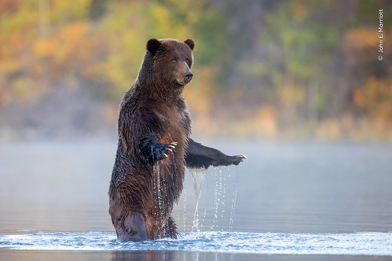A grizzly bear glances towards the photographer before returning to fish for salmon in the Chilko River in British Columbia, Canada.