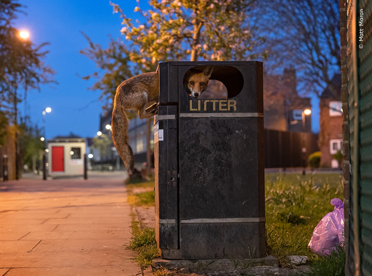 A young red fox takes advantage of a bin stacked high with rubbish on a street in London, UK, before collection day.