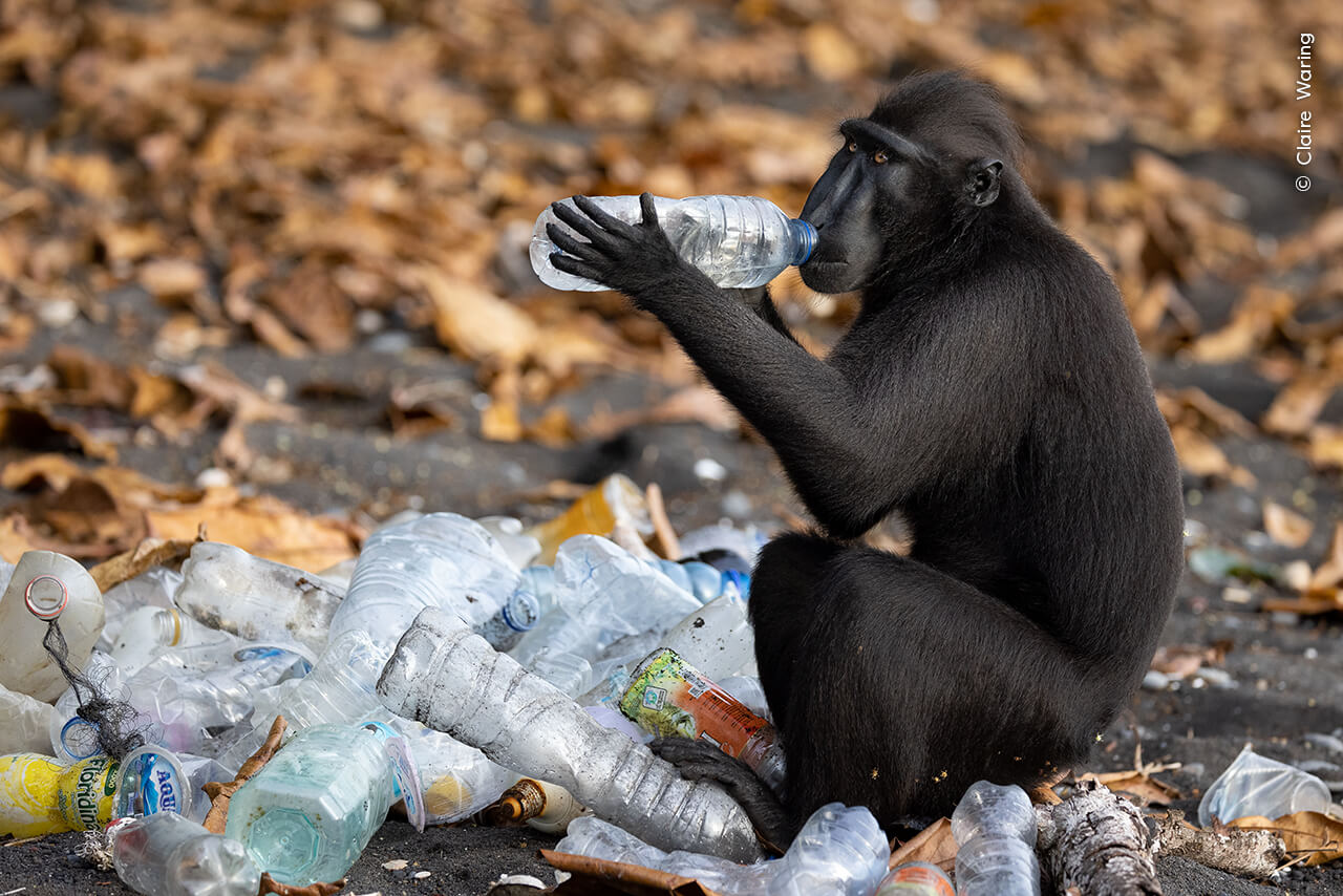 A Celebes crested macaque investigates the contents of a collected plastic bottle, ready for recycling at the edge of Tangkoko Batuangus Nature Reserve, Indonesia.