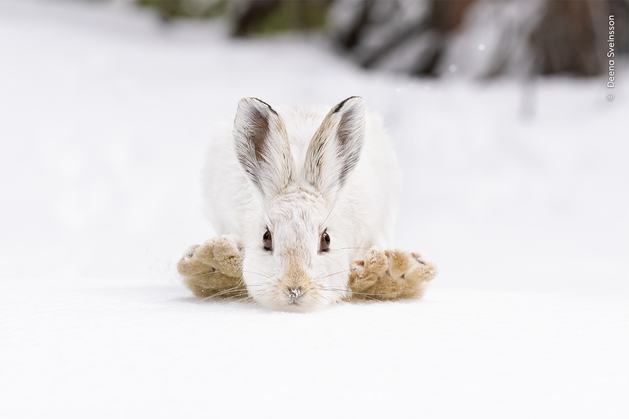 A snowshoe hare pulls its feet to its head to make the next big hop across snow in the Rocky Mountain National Park, USA.