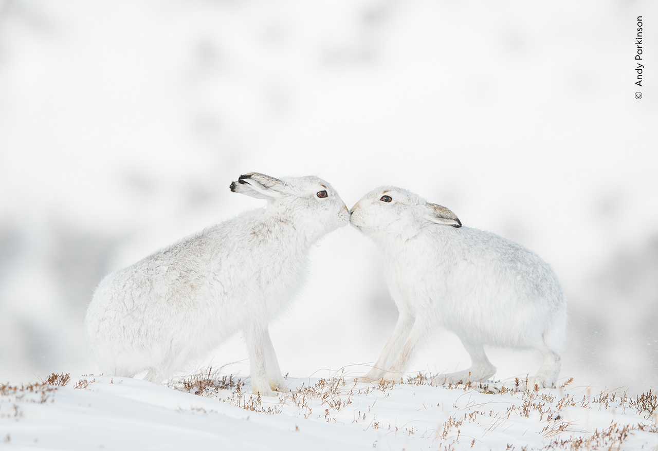 Two courting mountain hares come together to touch noses in the Monadhliath Mountains in Scotland, UK.