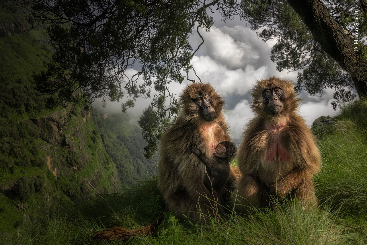 A gelada suckles its baby alongside a companion at the edge of the plateau in the Simien Mountains of Ethiopia.