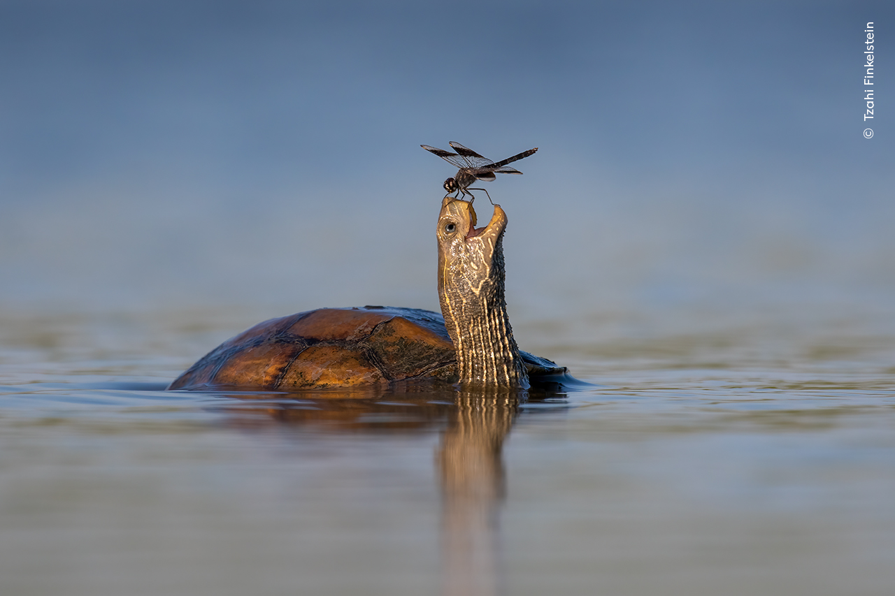 A Balkan pond turtle shares a moment of peaceful coexistence with a northern banded groundling dragonfly in Israel’s Jezreel Valley.